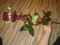 /album/kytice/dsc01122-kopia-jpg/